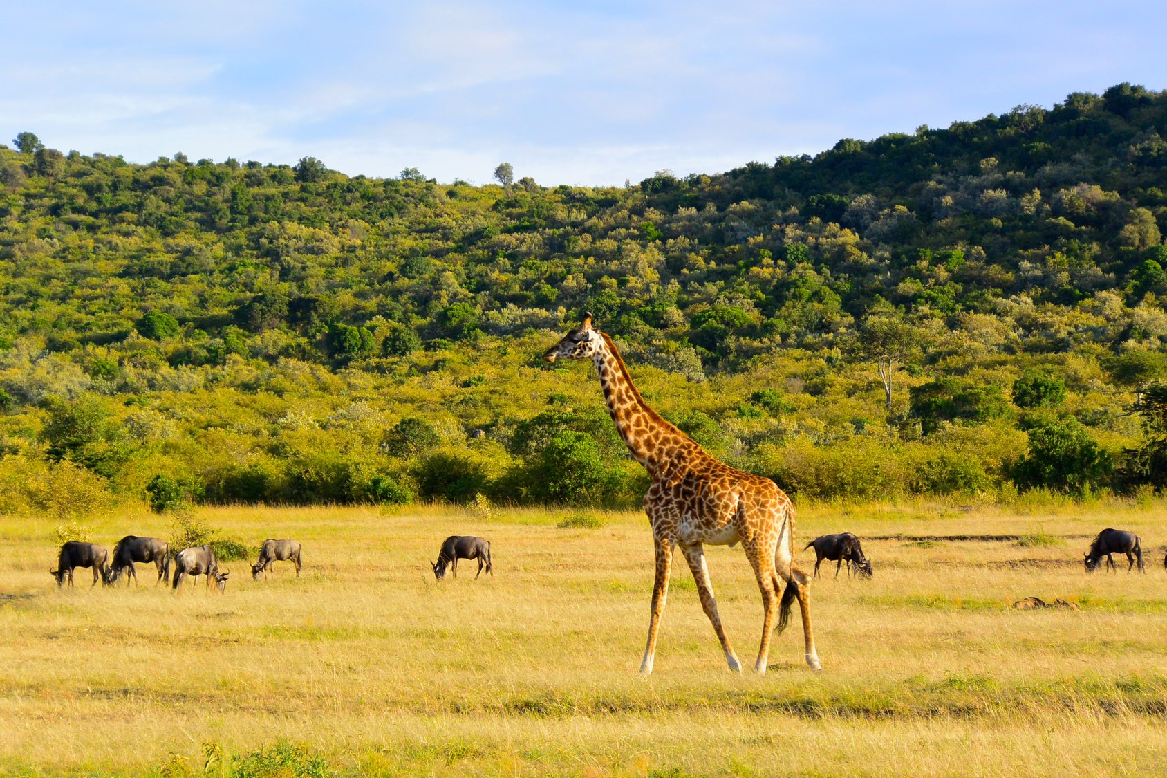 Kruger National Park Holidays Breath taking Kruger Holidays Kruger National Park Holidays Breath taking Kruger Holidays